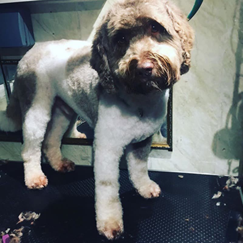 A freshly groomed cream and brown cockapoo standing on the grooming mat, clipped hair on the floor around it
