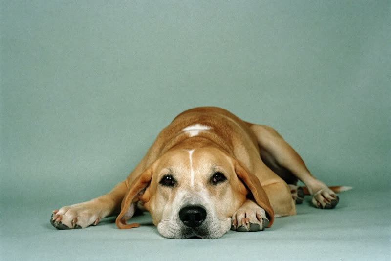 A calm older dog resting