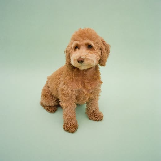 A freshly bathed curly-coated dog after a wash