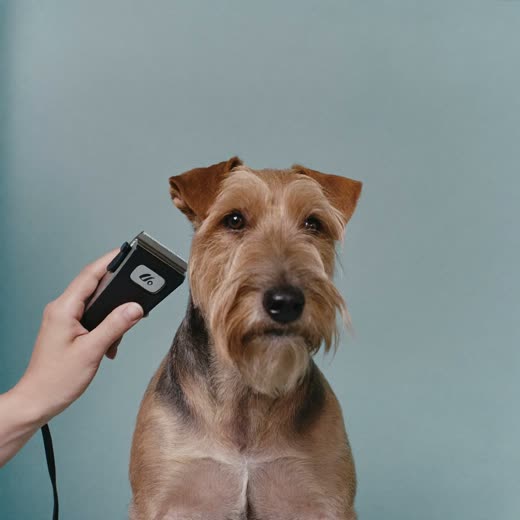 A dog having its coat clipped