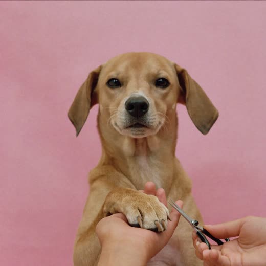 A dog's paw having its nails trimmed