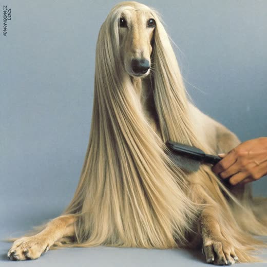 A long-coated dog being brushed out